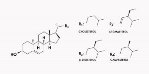Crystal-Engineering-of-Nutraceutical-Phytosterols